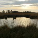 Abends im Moor