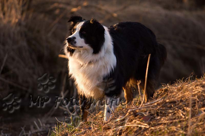 Abends im Moos/Moor