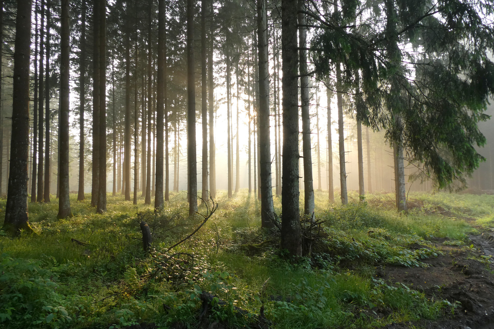 Abends im Nationalpark Harz