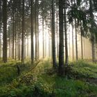 Abends im Nationalpark Harz