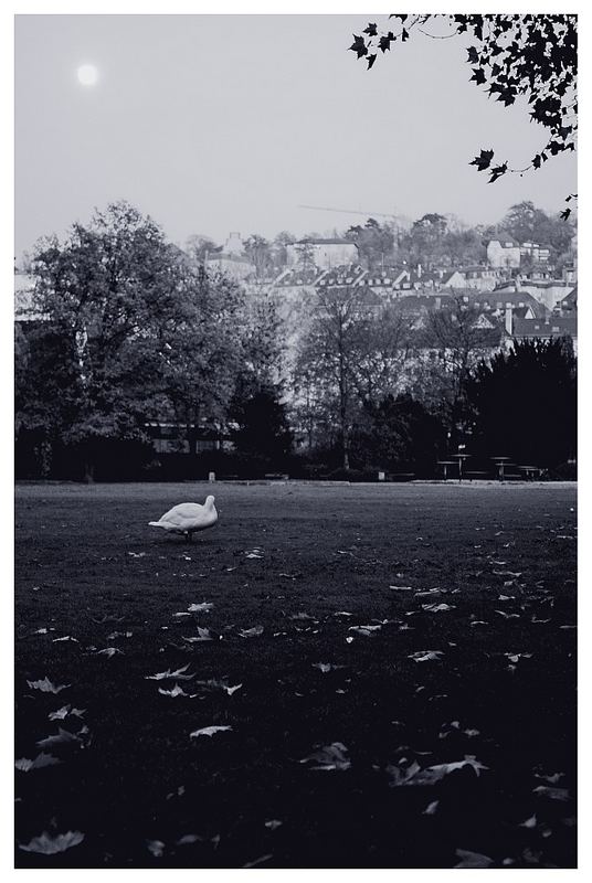 abends im Park ...