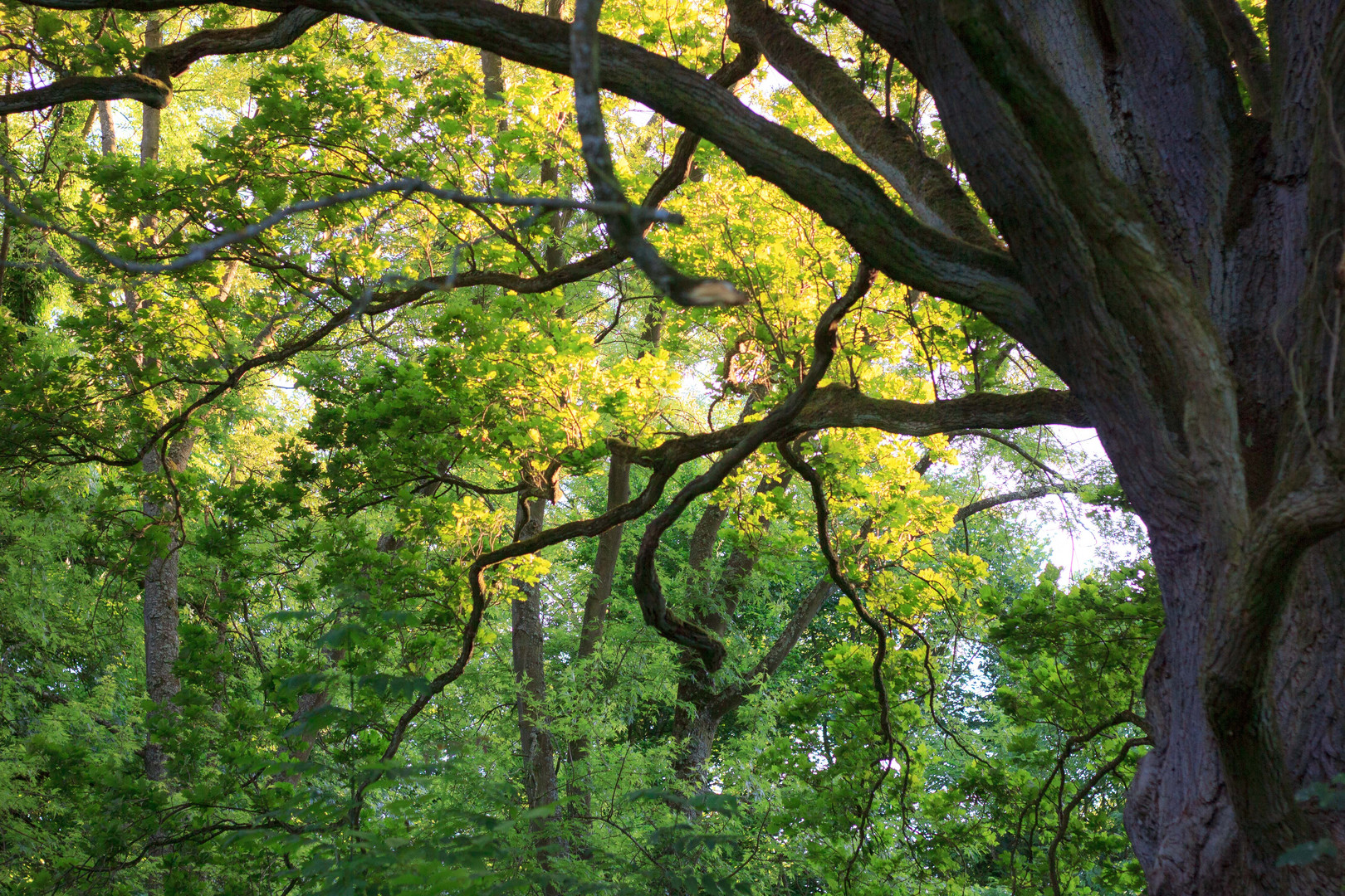 abends im Park