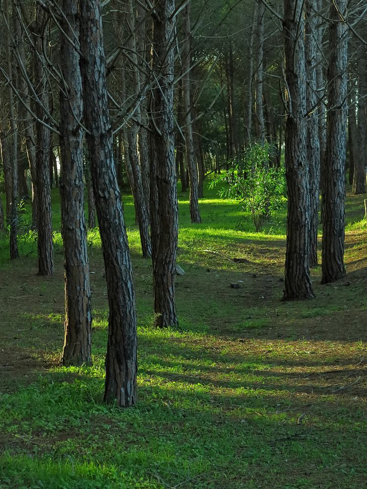 Abends im Pinienwald  /  Di sera in pineta  (1)