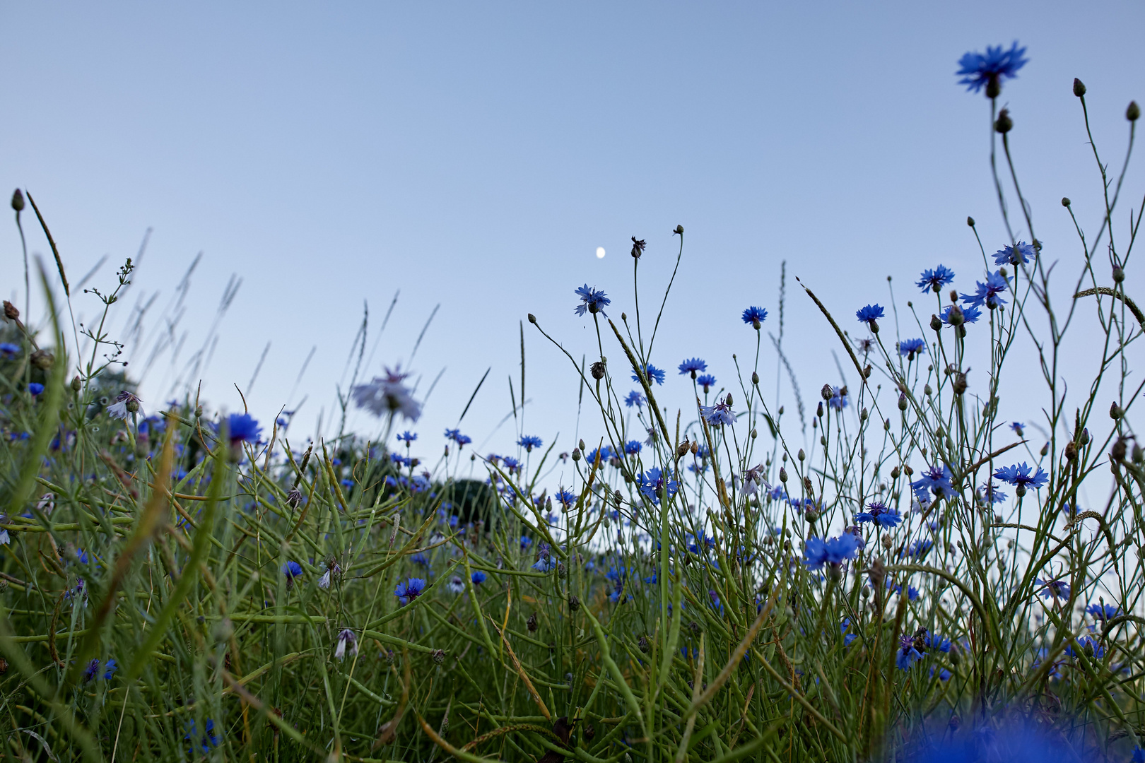 Abends im Rapsfeld