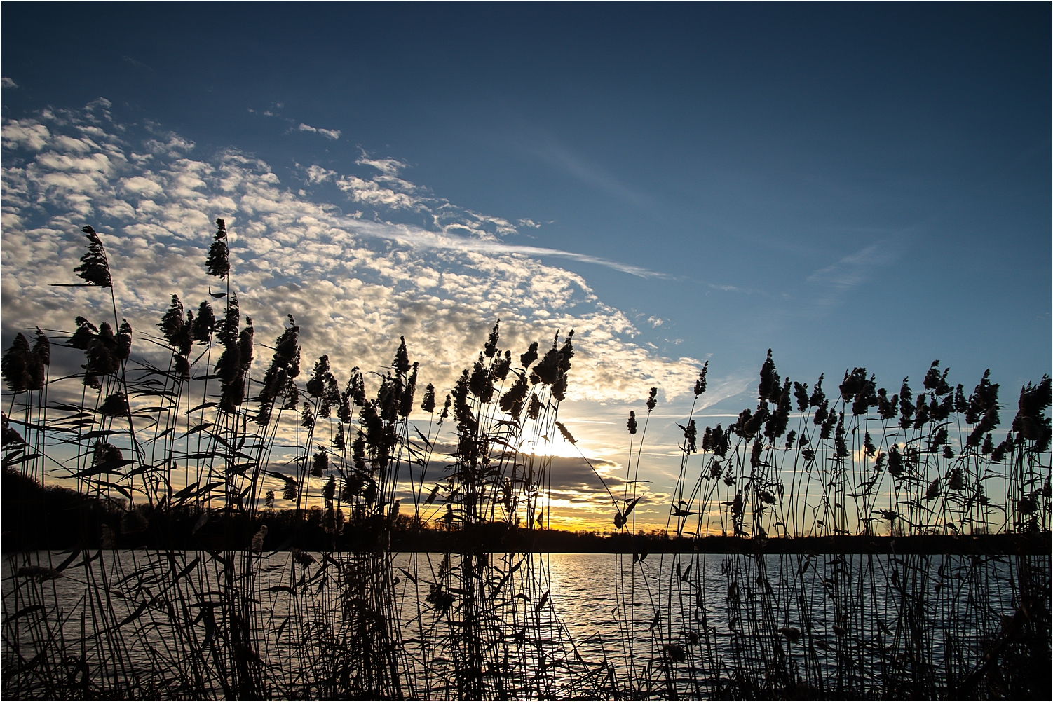 Abends im Schilf 1