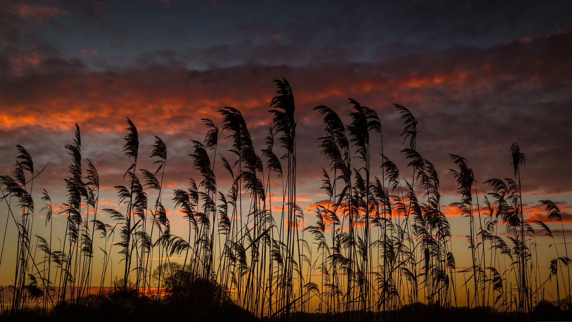 Abends im Schilf