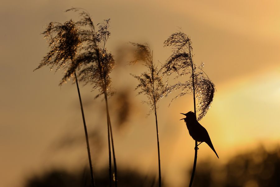 Abends im Schilf II