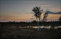 Abends im schwarzen Moor