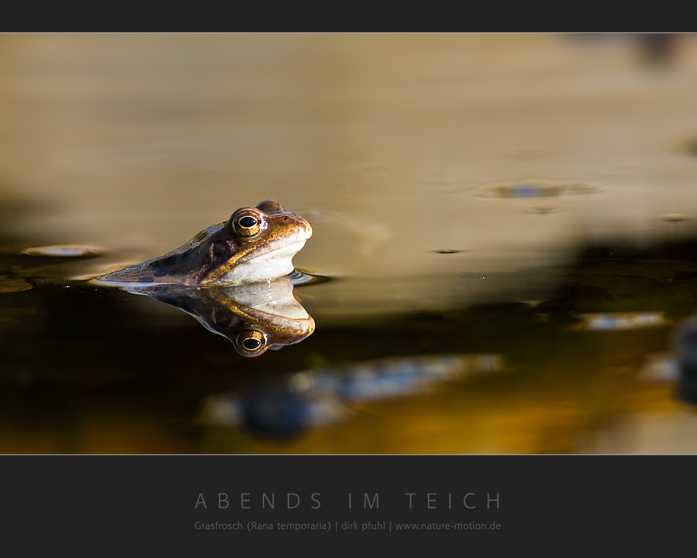 Abends im Teich