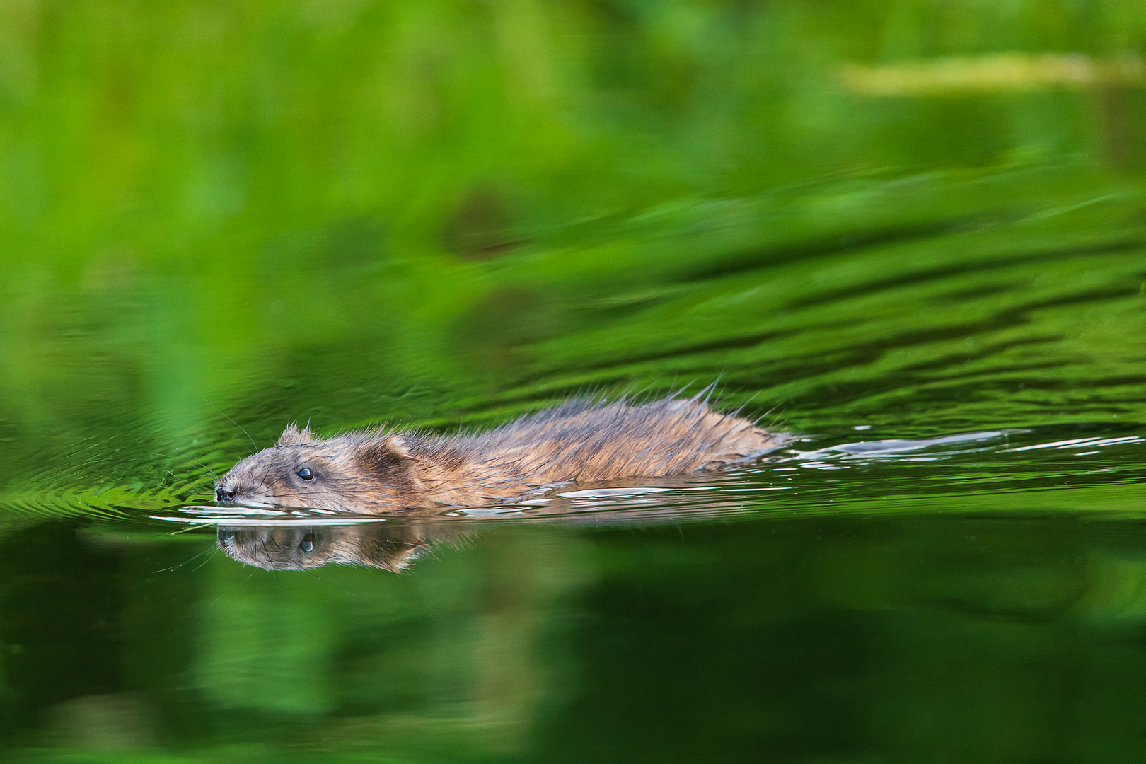 Abends im Teich