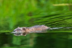 Abends im Teich