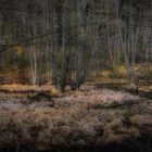 Abends im "Tiergarten" von Boitzenburg