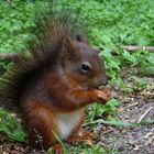 Abends im Tierpark