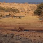 Abends im Tsavo Nationalpark