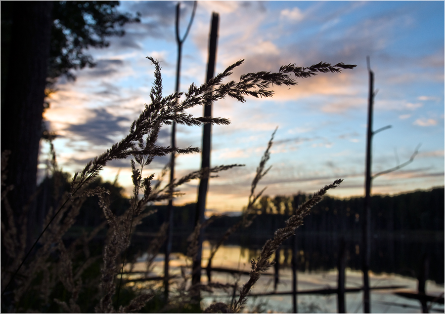 Abends im Uferbereich der Westerwiese