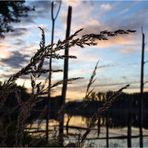 Abends im Uferbereich der Westerwiese