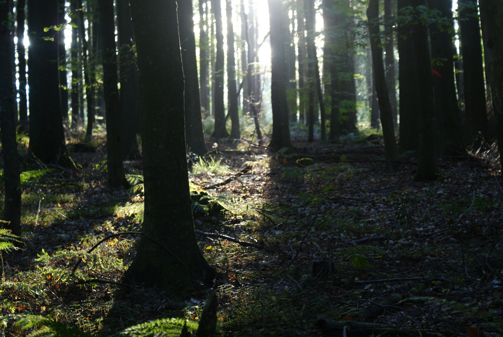 Abends im Wald