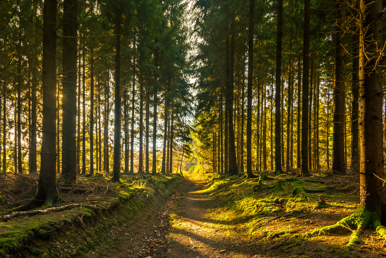 Abends im Wald (1 von 1)