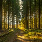 Abends im Wald (1 von 1)