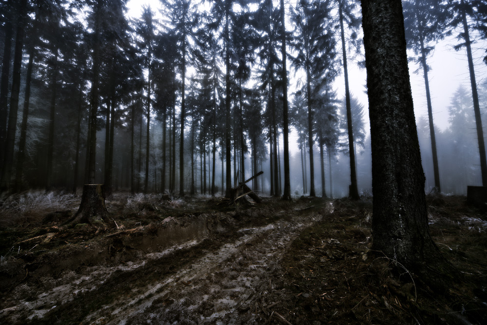 Abends im Wald