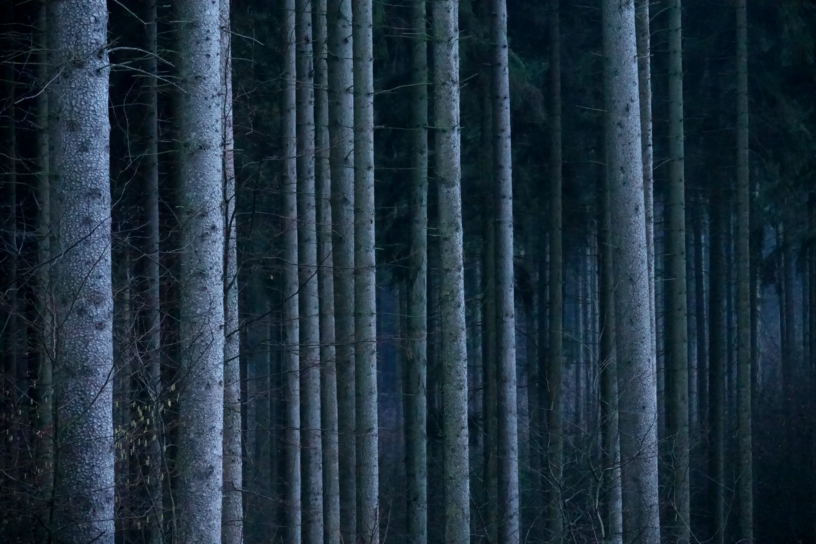 abends im Wald