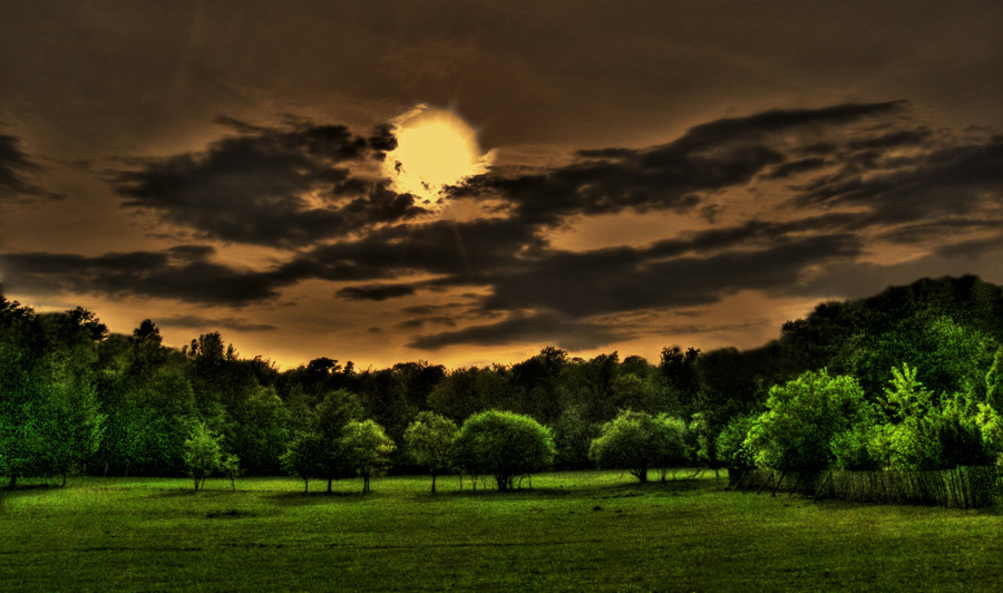 Abends im Wald