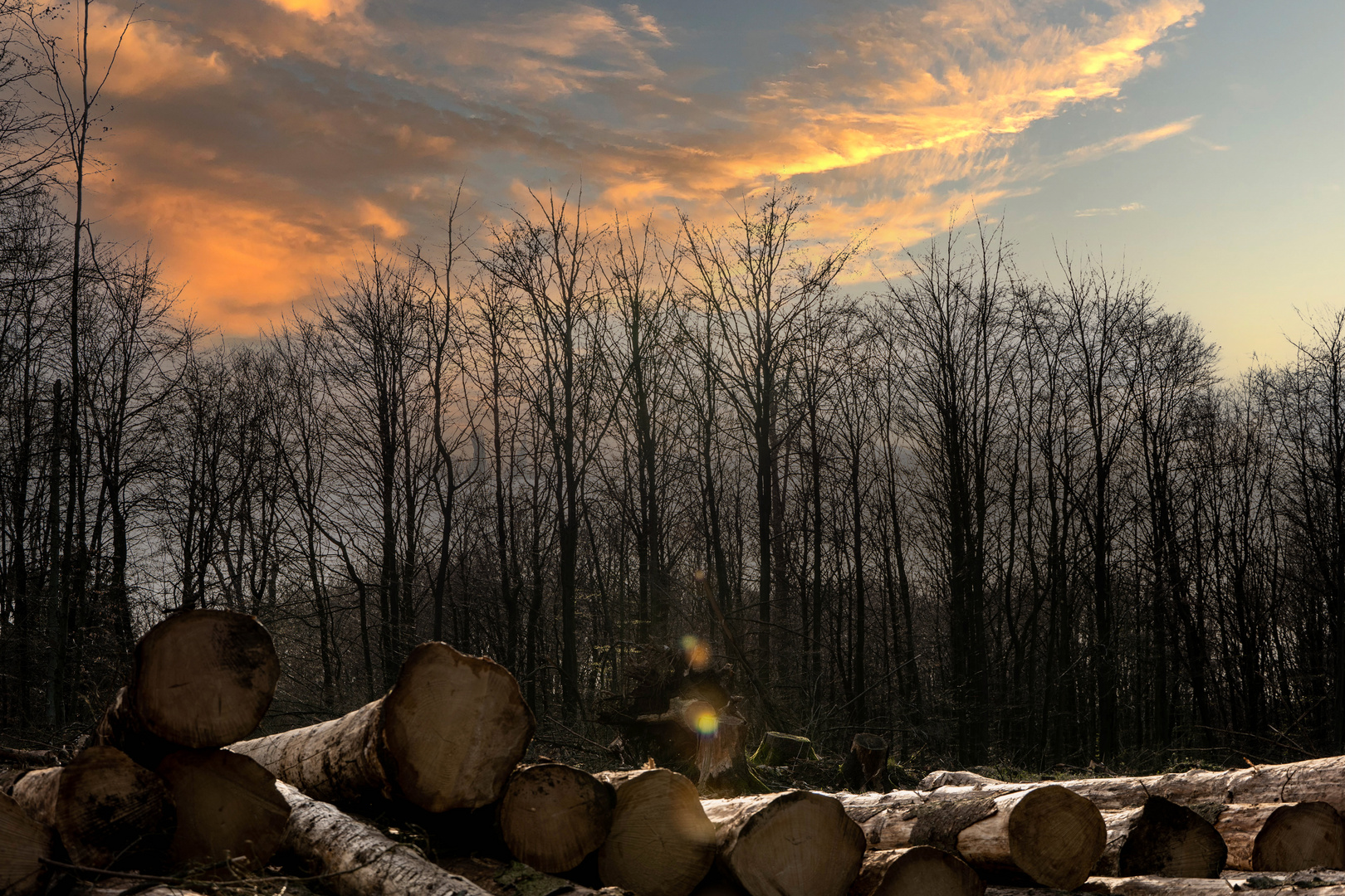 Abends im Wald