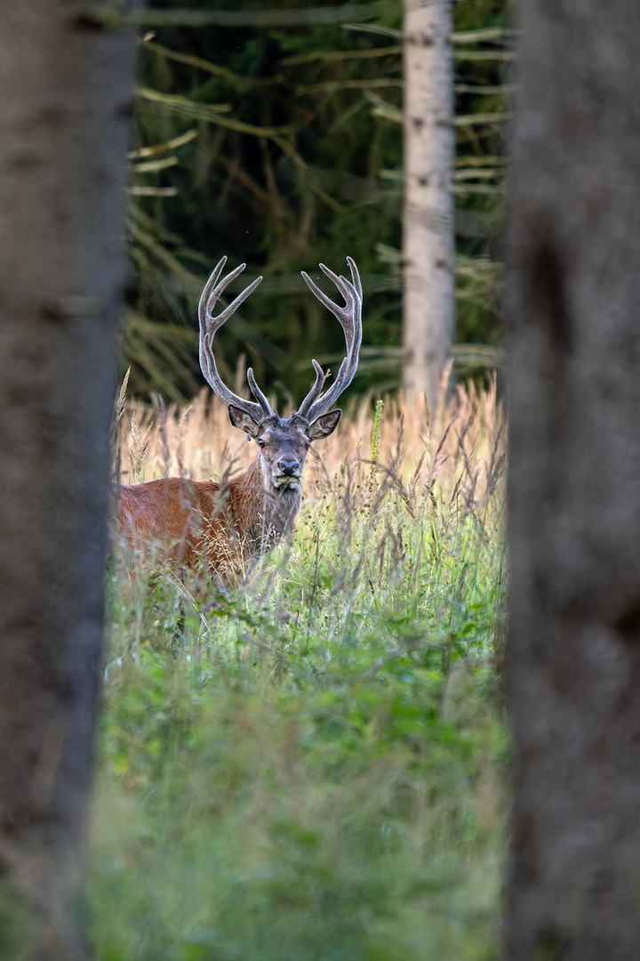 Abends im Wald