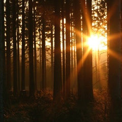 Abends im Wald...