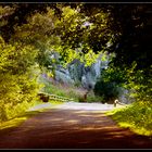 Abends im Wald