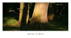 Abends im Wald