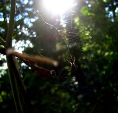 Abends im Wald