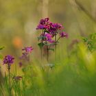 Abends im Wald