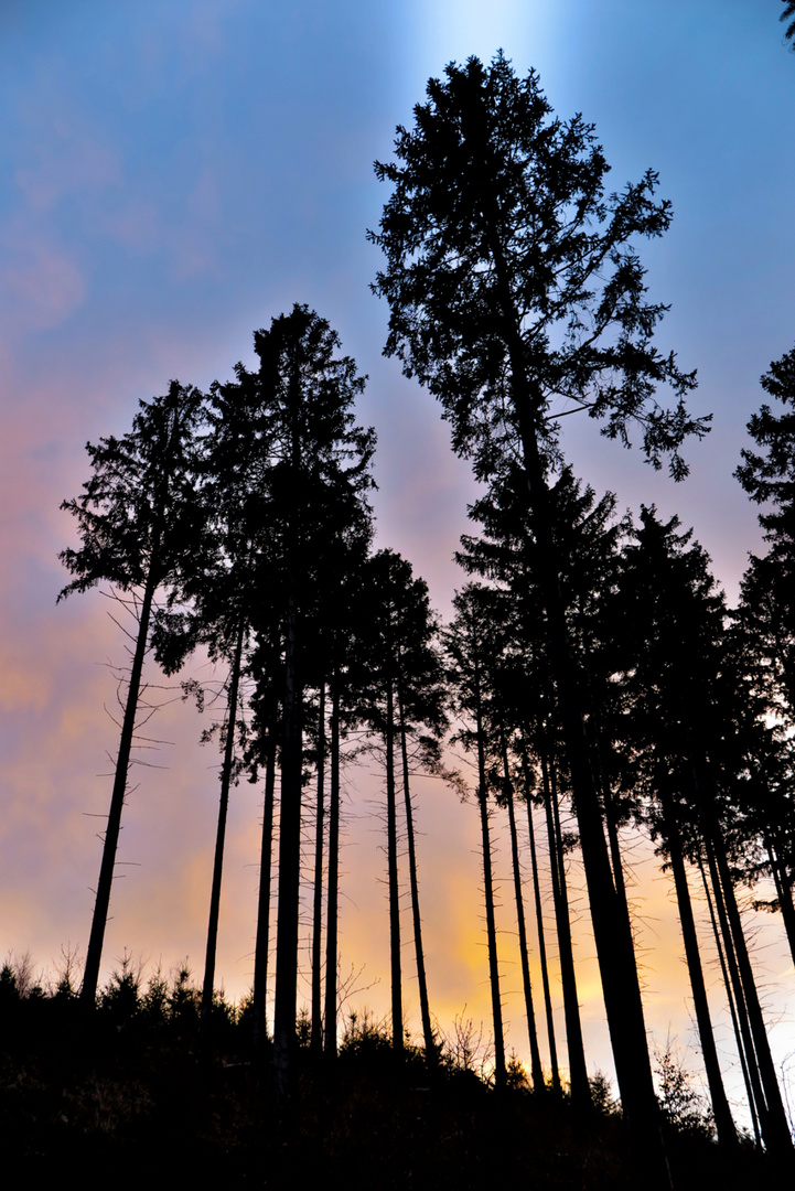 Abends im Wald