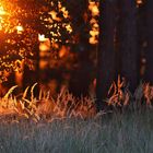 Abends im Wald