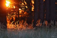 Abends im Wald