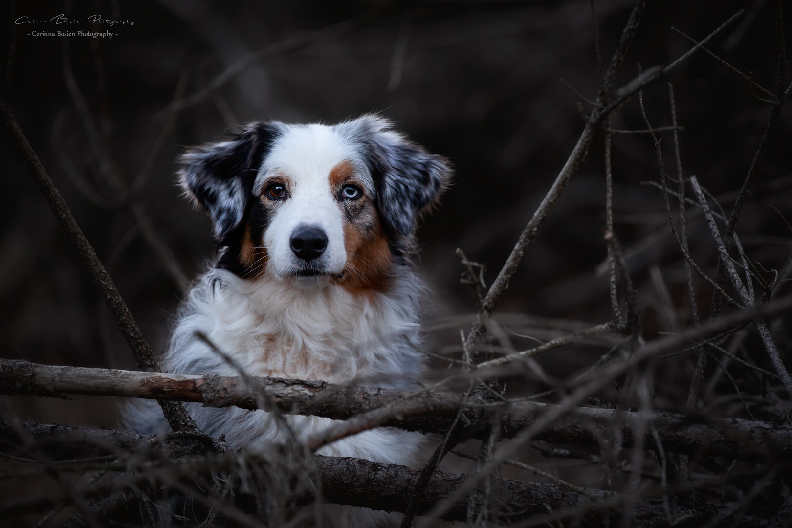 * ...abends im Wald *