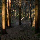 abends im Wald