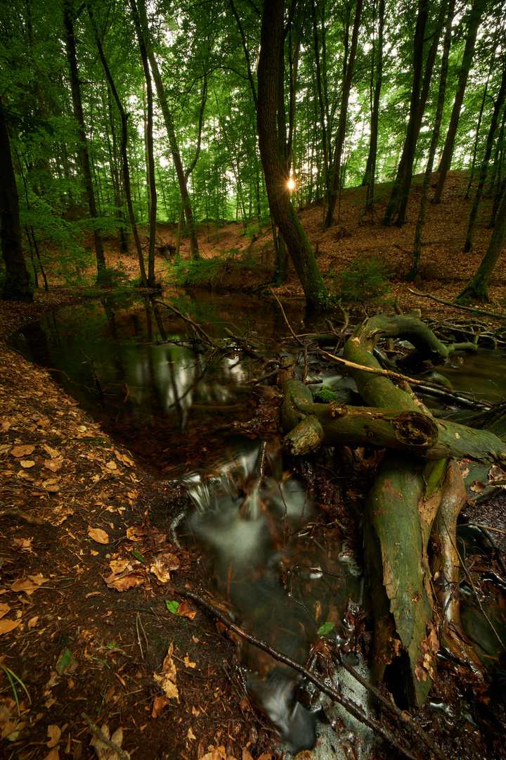 Abends im Wald