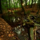 Abends im Wald