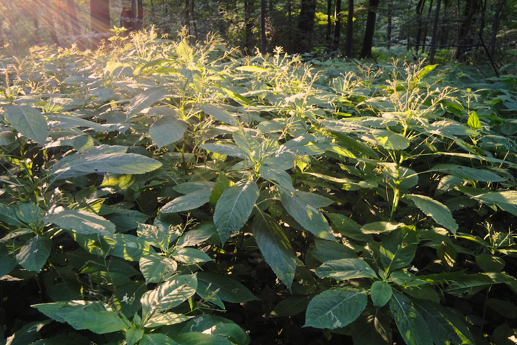 ... abends im Wald ...