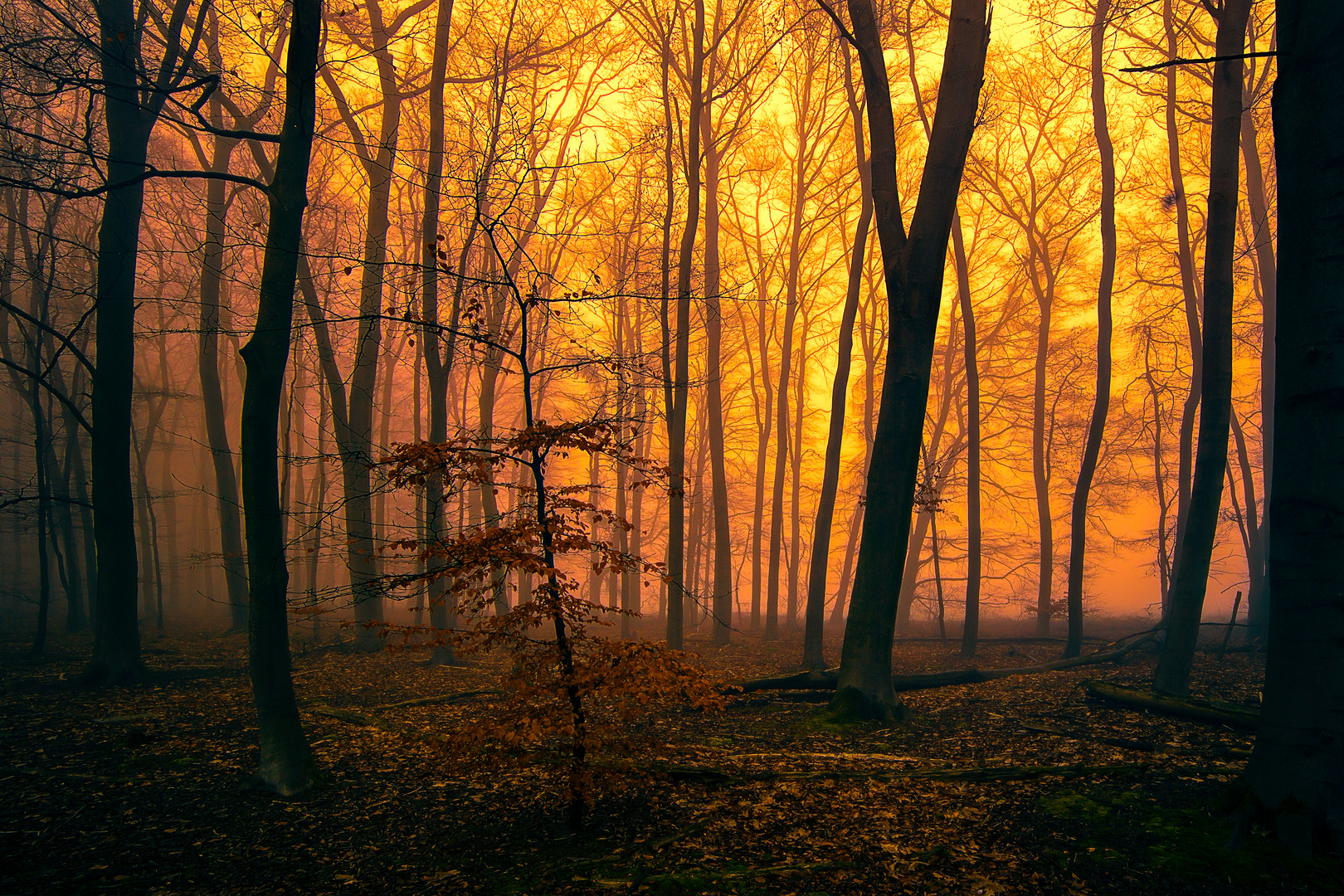 Abends im Wald