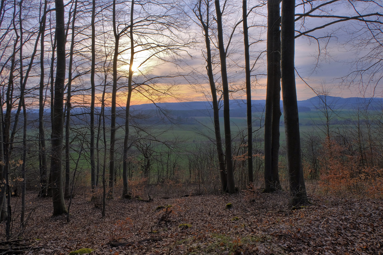 abends im Wald (por la tarde en el bosque)