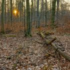 abends im Wald (por la tarde en el bosque)