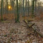 abends im Wald (por la tarde en el bosque)