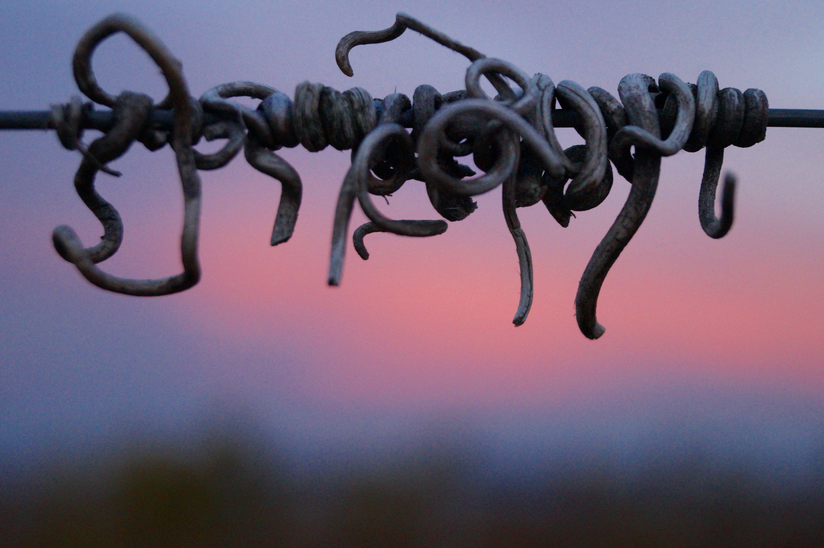 Abends im Weinberg 1