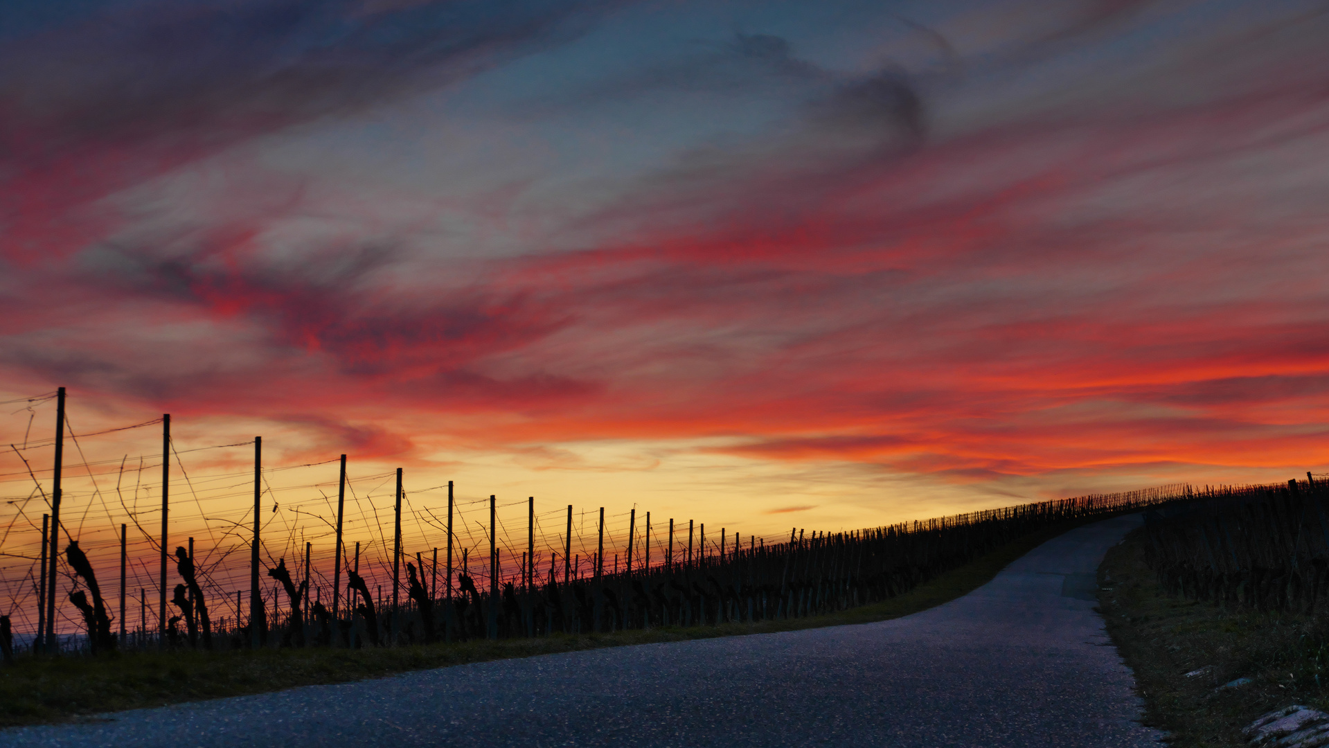 Abends im Weinberg