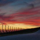 Abends im Weinberg