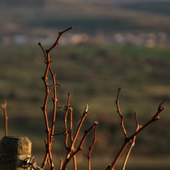 abends im Weinberg