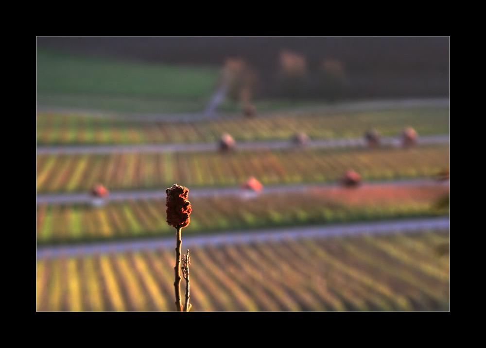 Abends im Weinberg